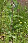 Eastern gray beardstongue